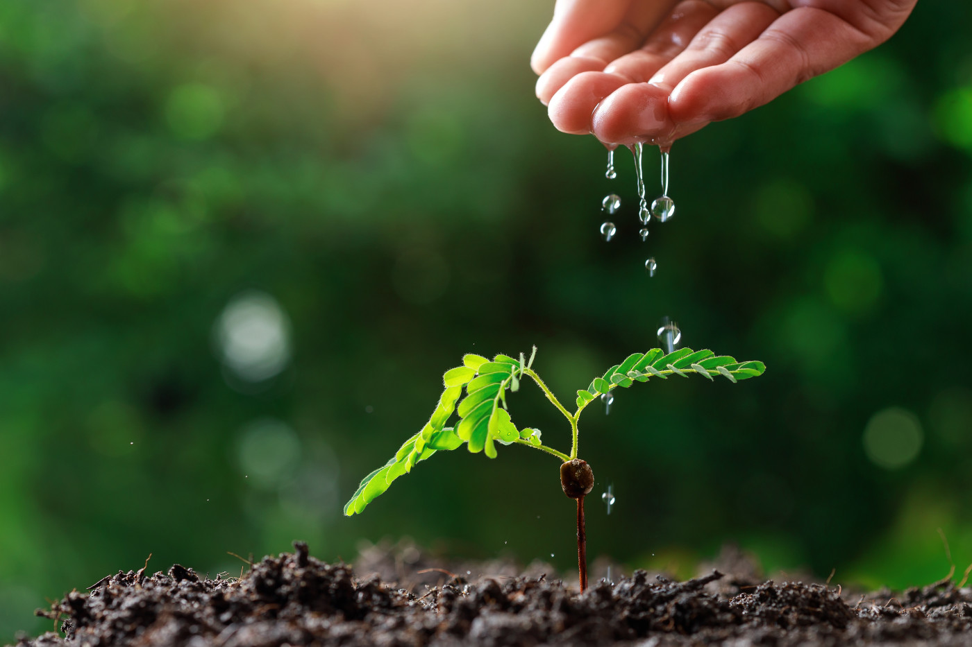 Agricultura en secano: el rol crucial de la nutrición y la eficiencia del uso del agua