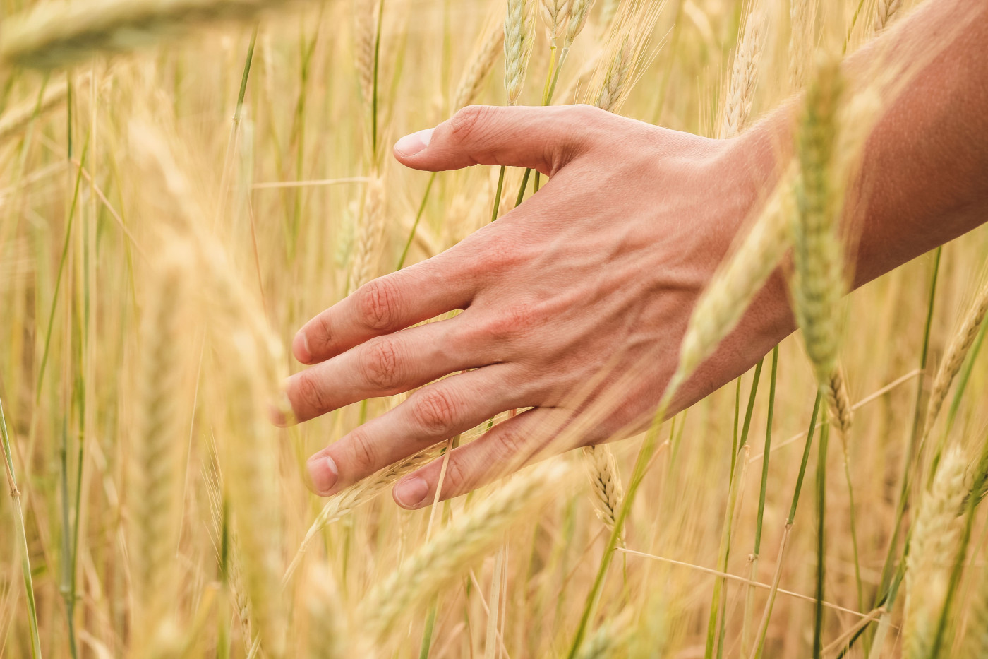 Trigo competitivo: nutrición foliar para más rinde y calidad