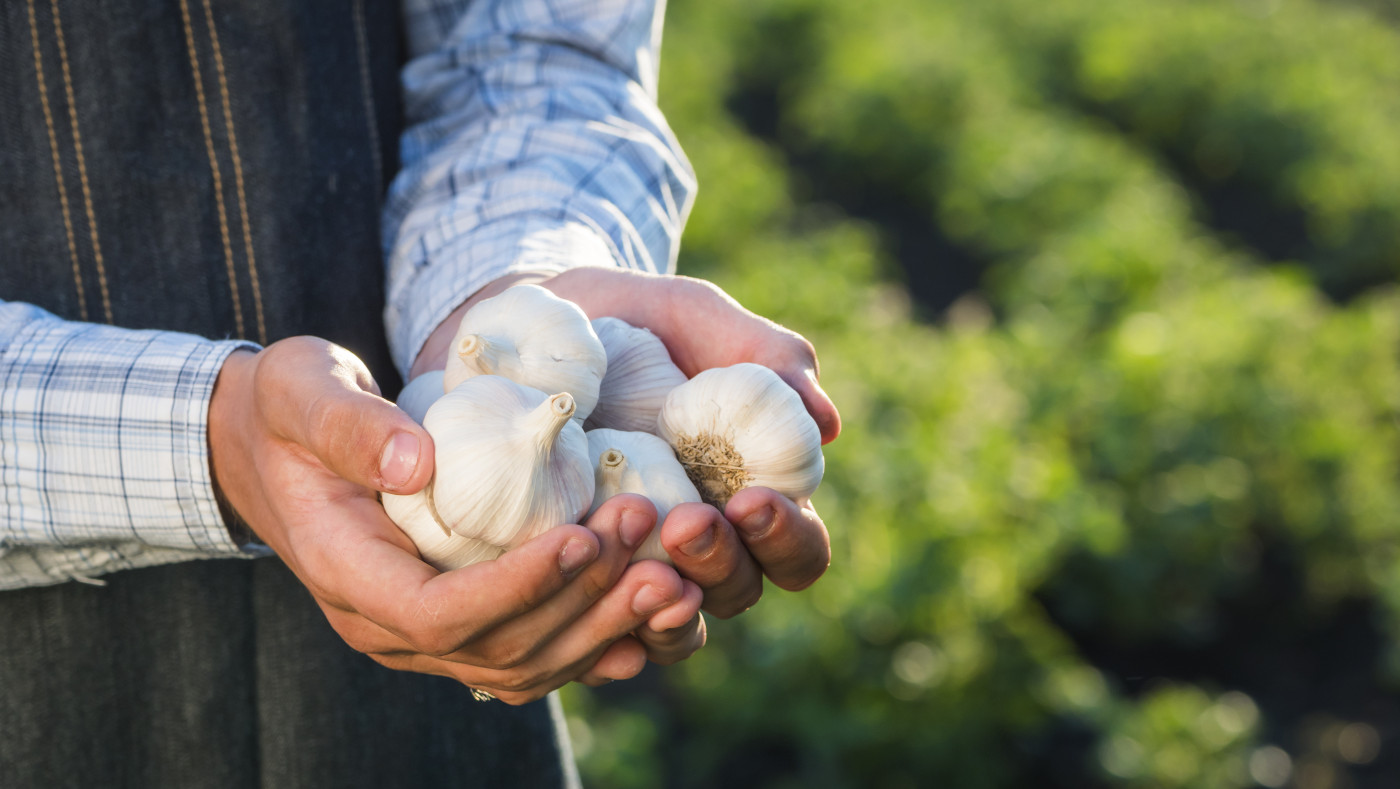 Ajo en acción: estrategias para un cultivo exitoso