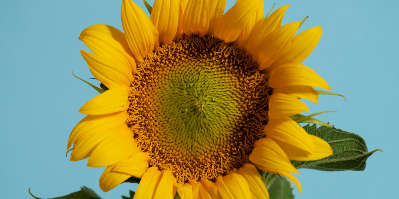 Girasol: una nutrición estratégica que suma kilos y aceite