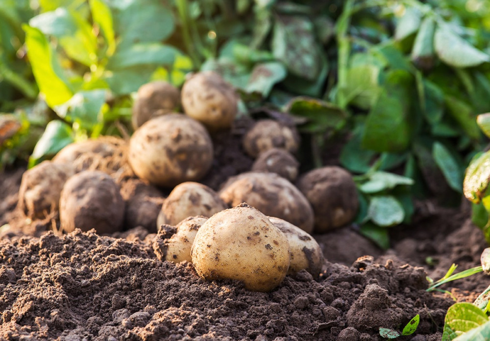 Optimizando la fertilización de la papa: estrategias para mejorar la eficiencia nutricional y el rendimiento del cultivo