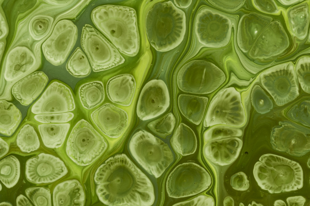Bioestimulantes: grandes aliados para acercarse al potencial productivo de los cultivos